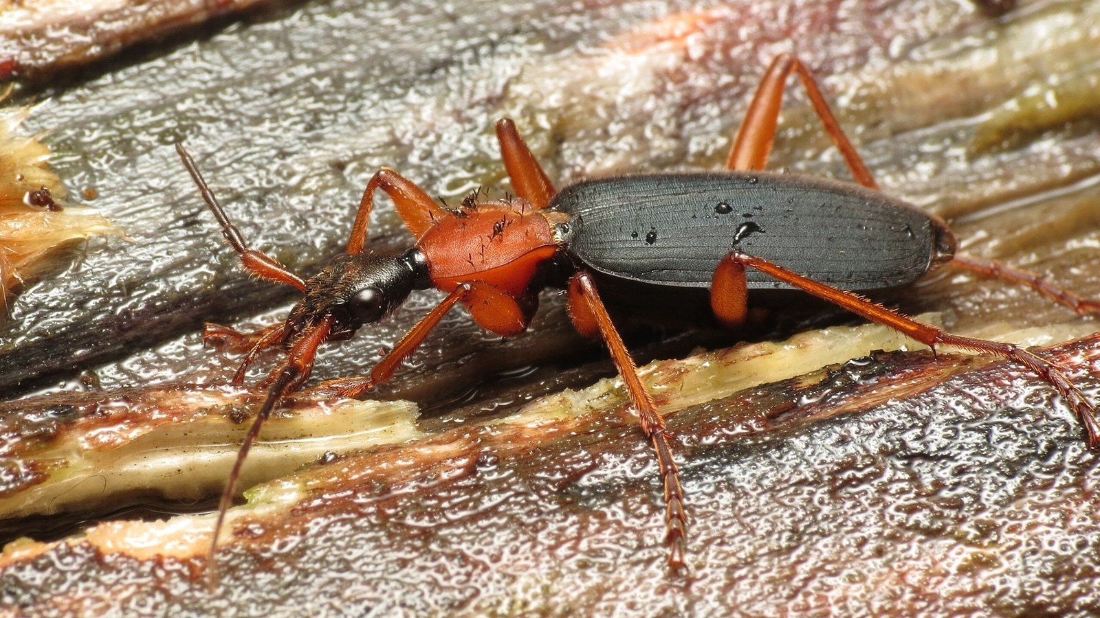 Nature’s living cannon: The explosive secret of the bombardier beetle