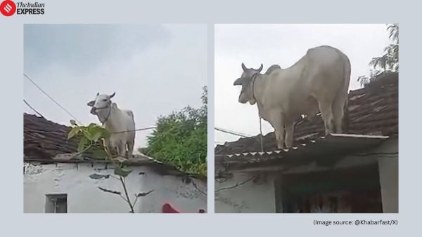bull climbs atop house roof to escape stray dogs