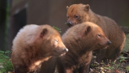 Discover the bush dog, the smallest pack canine in the world and one of the rarest and most elusive animals.