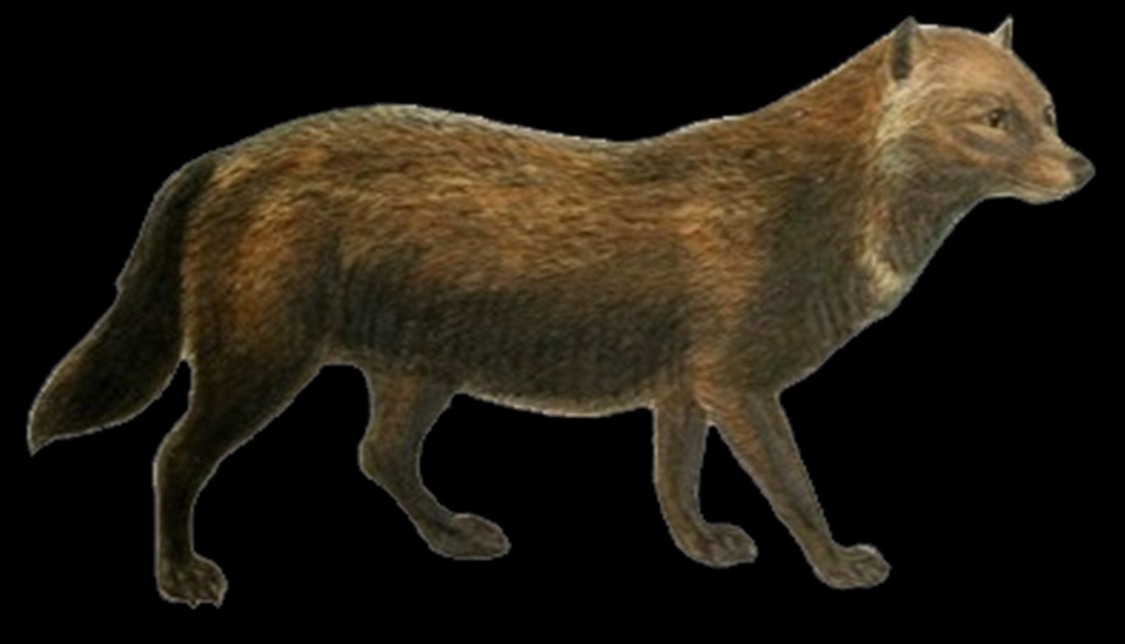 Discover the bush dog, the smallest pack canine in the world and one of the rarest and most elusive animals.
