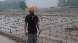 A farmer with his damaged cauliflower crop.