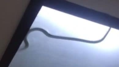 cobra noida rescue