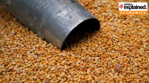 India US corn trade: Why does India not import corn from the US?