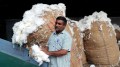 Centre’s free imports to subdue cotton prices leave Maharashtra gin owners in dire straits