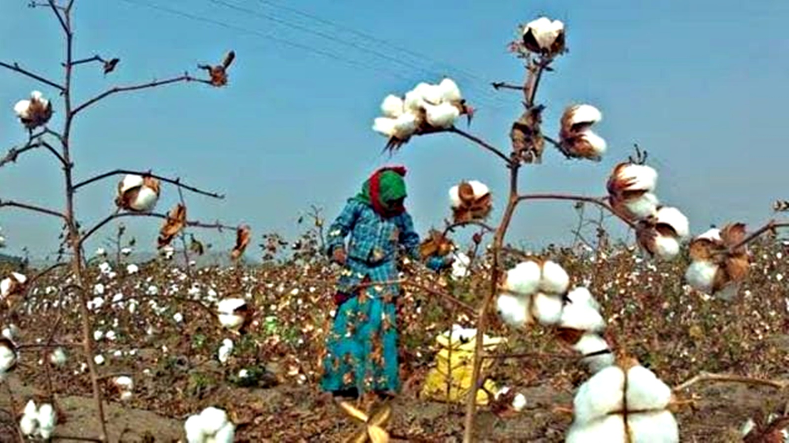 CCI Extends Bulk Discount to Clear Cotton Stock
