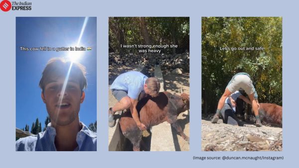 Australian traveller rescues cow from drain in India