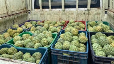 custard apple