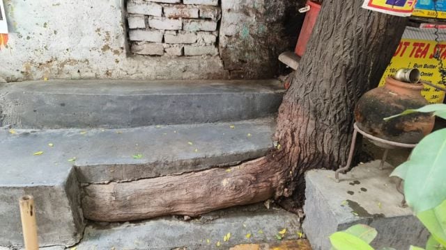 begumpur tree, delhi, tree,