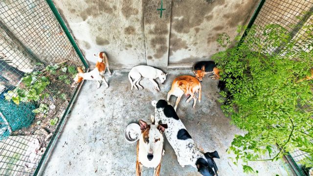 Stray dogs attack monkey, dogs attack monkey, Stray dogs attack monkey in Mohali, Mohali, Indian express news, current affairs
