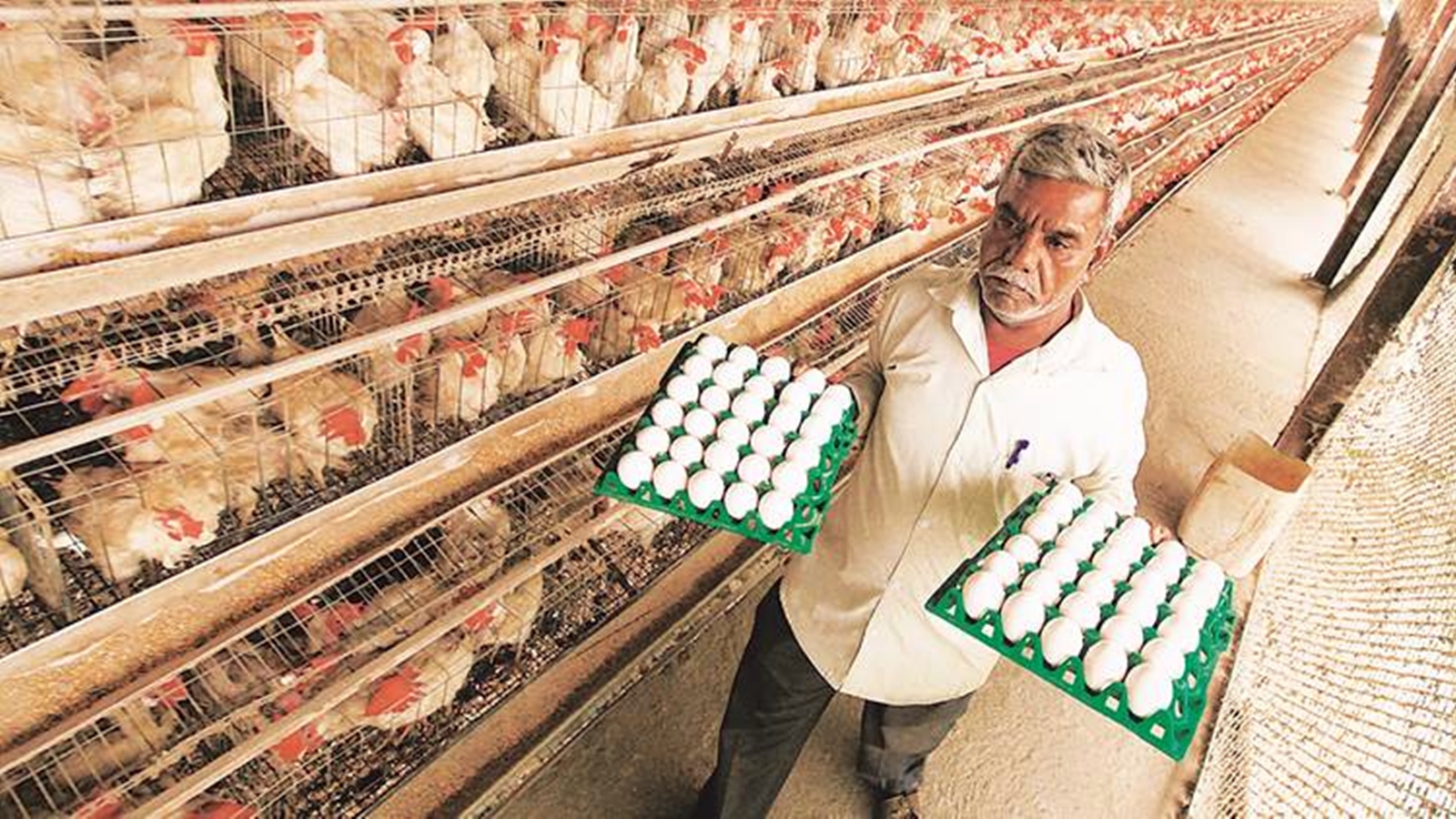 Meat and Egg Sales Banned in Several Areas During Navratri