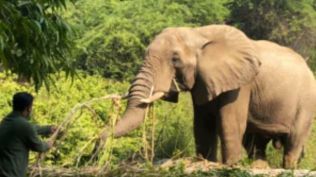 An elephant was killed and a calf injured after being hit by a train near Dhupguri. (File)