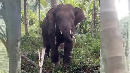 Young elephant takes a liking to Goa village, leaving residents fearing for their livelihood