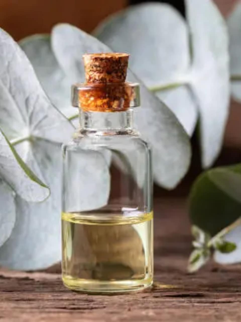 View of Top 8 Benefits of using Eucalyptus Oil