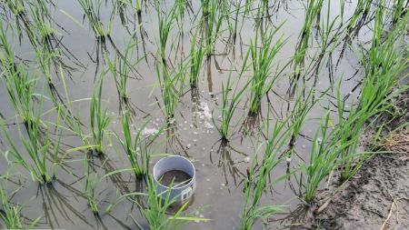 The installed pipe in a paddy field