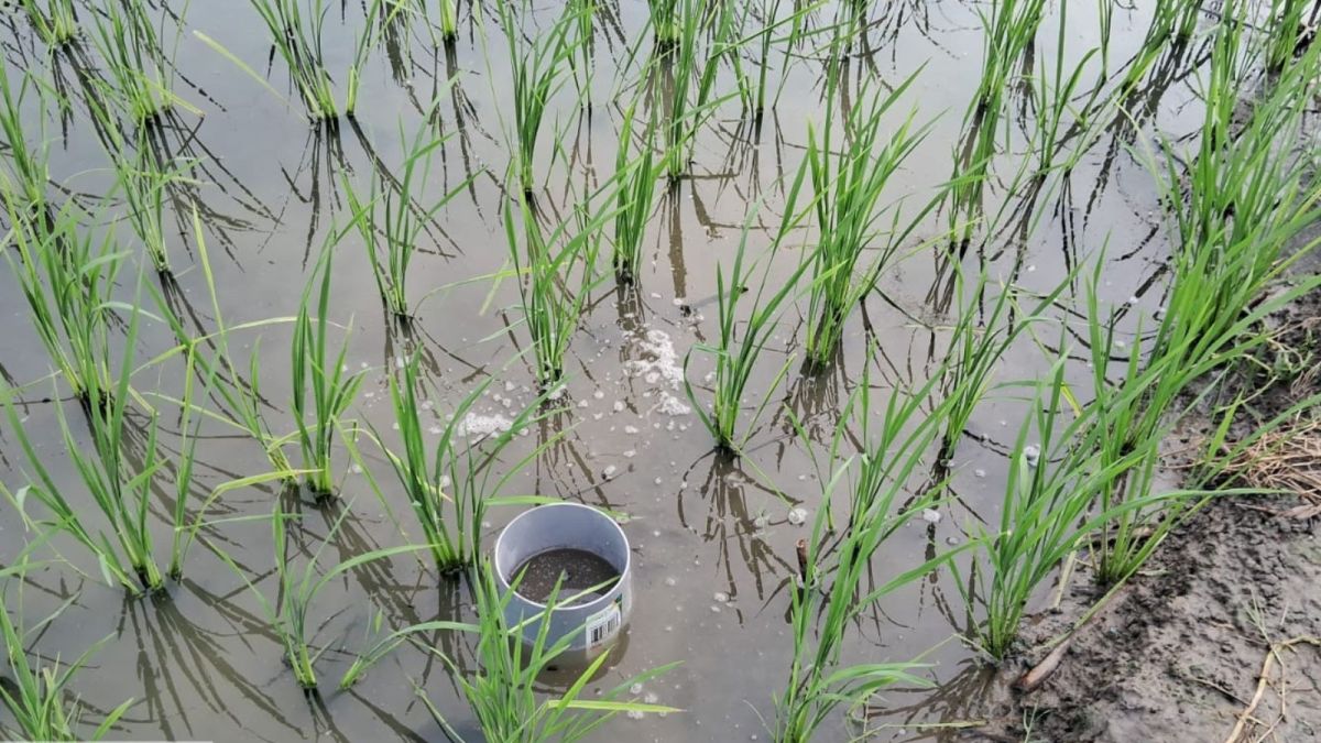 The installed pipe in a paddy field