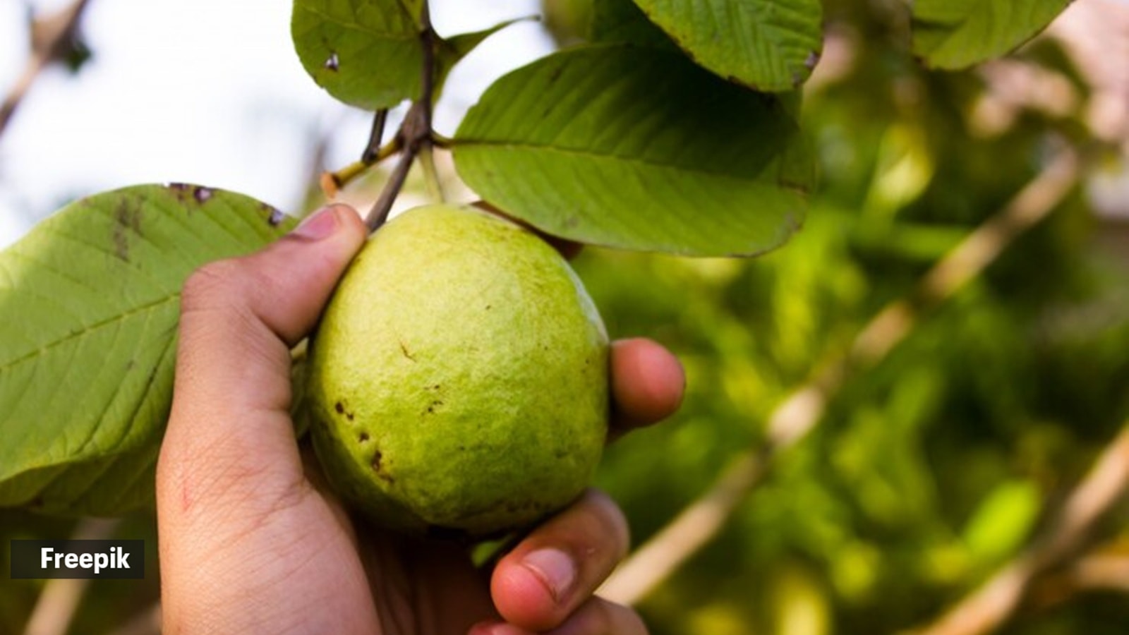 guava