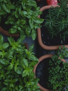 These herbs can help lower your blood pressure