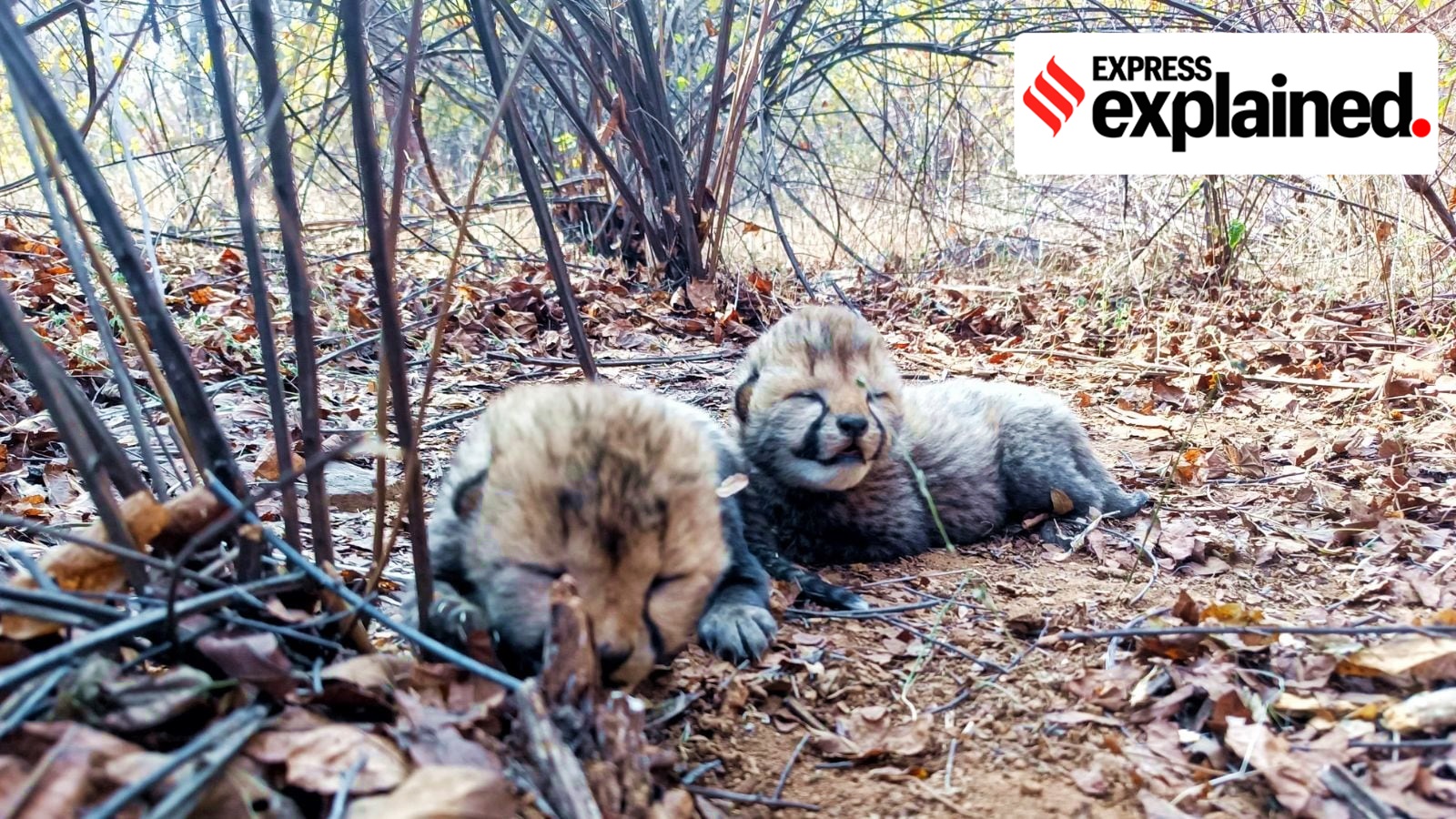 How Madhya Pradesh is planning for a cheetah mating programme in Gandhi ...