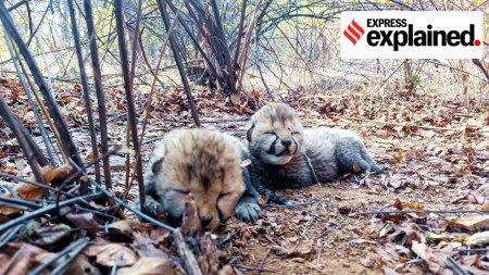 MP CM Mohan Yadav posted this photo of two cheetah cubs born to the cheetah Veera in Madhya Pradesh's Kuno National Park in February this year.
