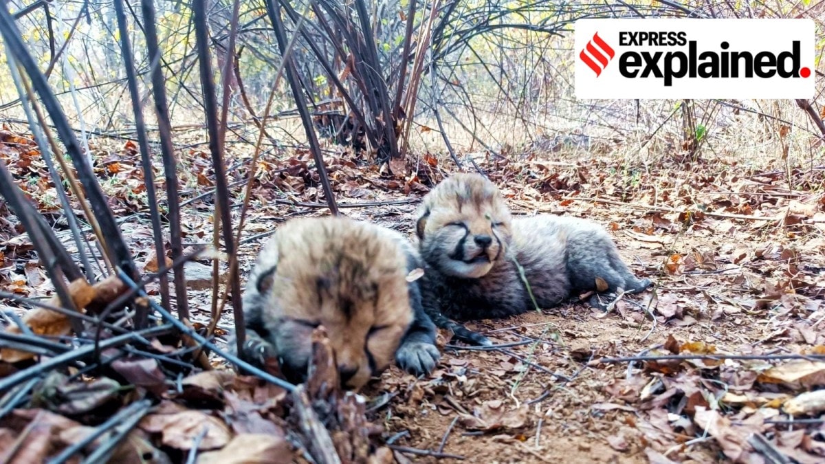 MP CM Mohan Yadav posted this photo of two cheetah cubs born to the cheetah Veera in Madhya Pradesh's Kuno National Park in February this year.