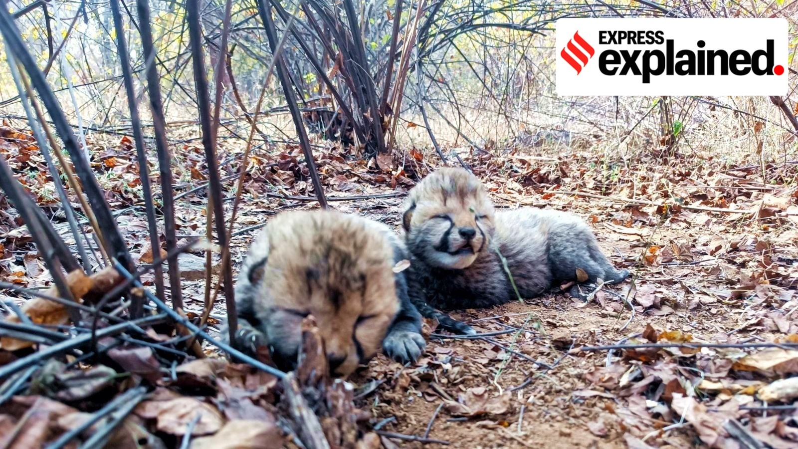 MP CM Mohan Yadav posted this photo of two cheetah cubs born to the cheetah Veera in Madhya Pradesh's Kuno National Park in February this year.