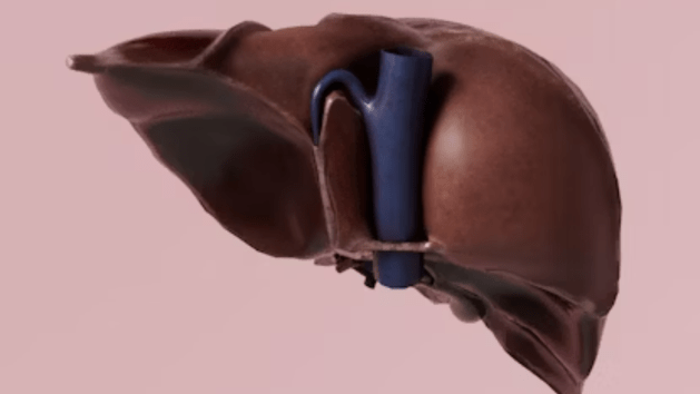 health, liver