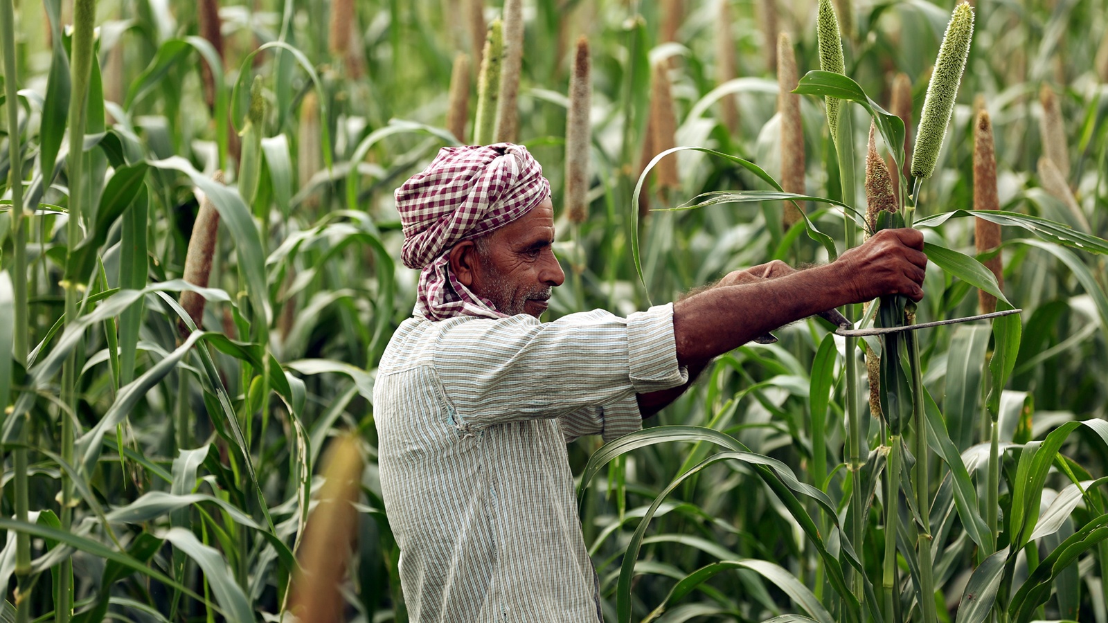 PBW 826 Wheat Variety Retains Top Yield Ranking Nationally