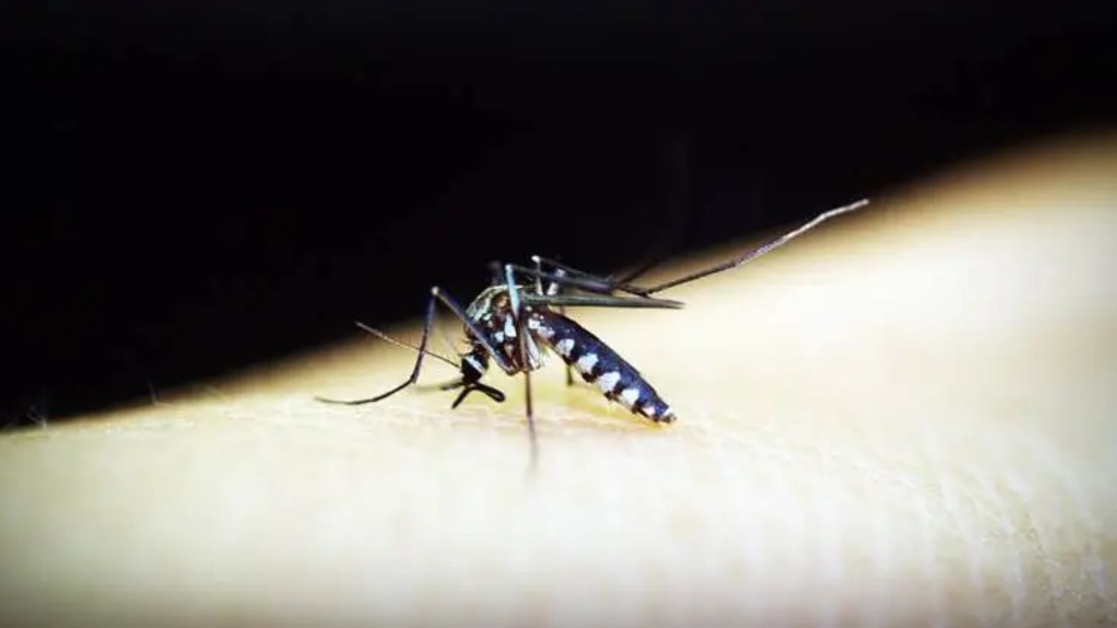 Mumbai Reports Rise in Malaria, Chikungunya Cases in 2025