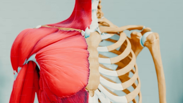 muscles and bones, health