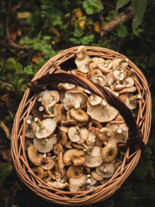 8 types of mushrooms that are healthier than you think