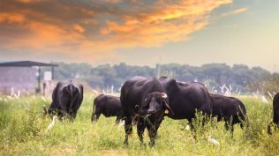 When locals raised an alarm and tried to chase them, one of the vehicles got stuck on a narrow road, forcing its occupants to abandon the van and flee.
