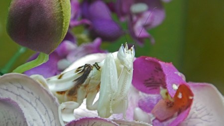 Discover the enchanting orchid mantis (Hymenopus coronatus), nature’s dazzling flower mimic