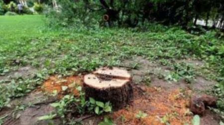 Maharashtra: ‘Sandalwood’ tree valued at Rs 1 crore found to be worth just Rs 10,981, Railway seeks refund