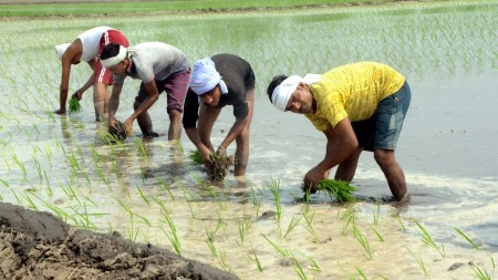 rice cultivation