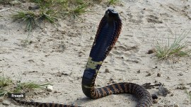 Rinkhal snakes look like cobras.