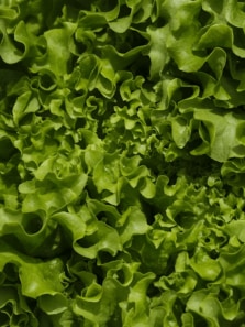 8 Reasons To Include Lettuce Leaves In Your Daily Diet