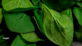 spinach