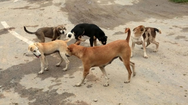 dogs