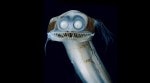 telescope fish