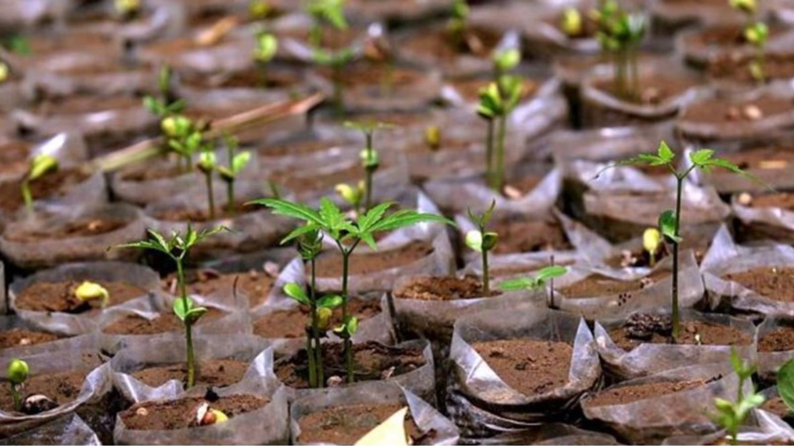 Surat School Students Punished: Plant Trees After Fight