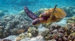 Turtles vs Tortoises: Understanding the key differences in habitat, anatomy