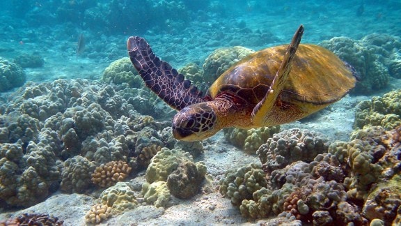Turtles vs Tortoises: Understanding the key differences in habitat, anatomy