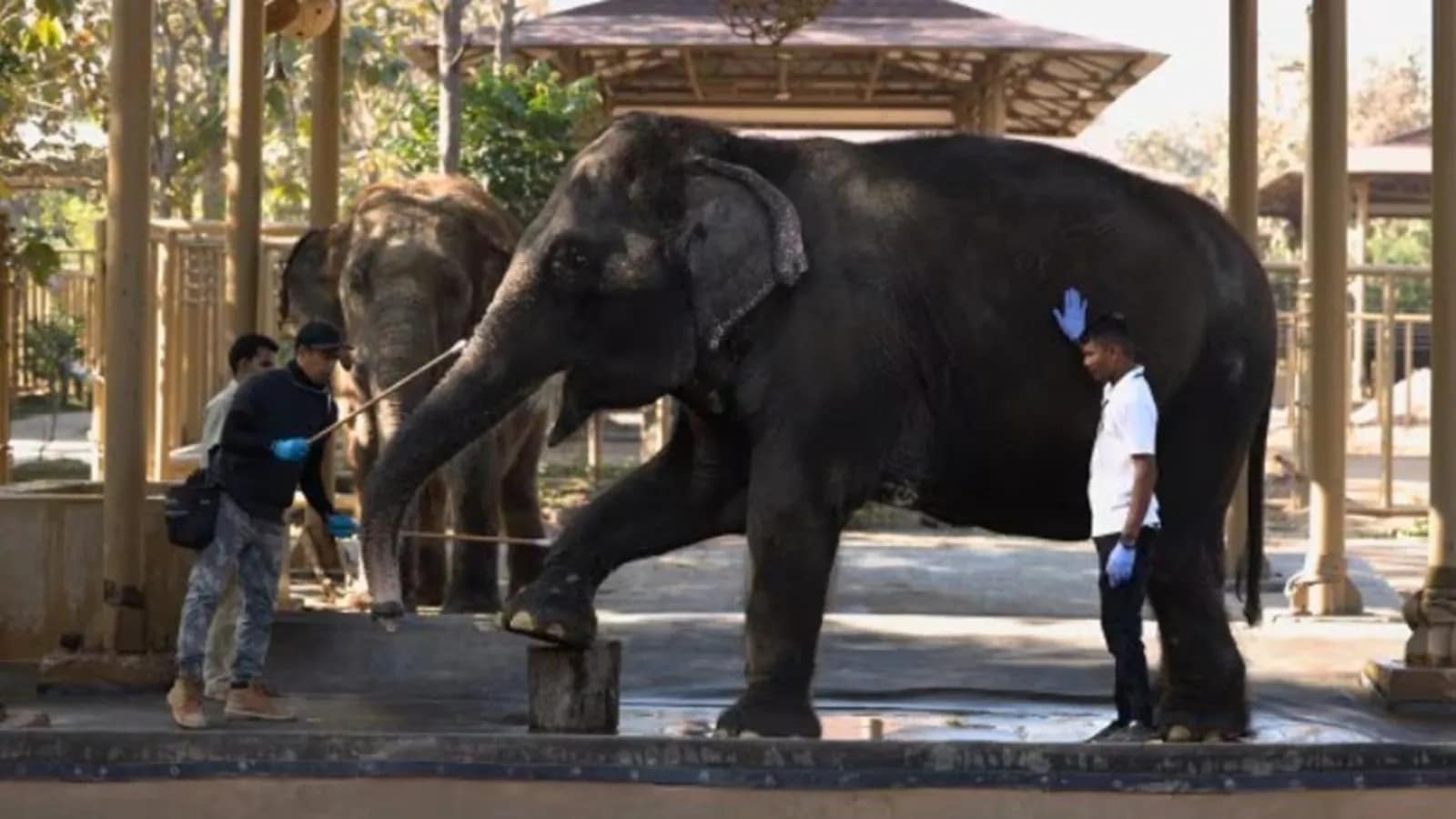 Supreme Court Vantara case, Vantara wildlife rescue centre, Reliance Foundation Jamnagar, elephant Mahadevi case, wildlife protection India, Wild Life Protection Act 1972, SIT report Vantara, animal import export laws India, CITES compliance India, zoo regulations India, animal welfare Supreme Court, wildlife smuggling India, captive elephants India, conservation programmes Reliance Foundation, Vantara SIT probe, animal husbandry standards India, biodiversity resources misuse, money laundering wildlife cases, industrial zone and wildlife, Jamnagar wildlife centre,