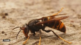 Vulture bees