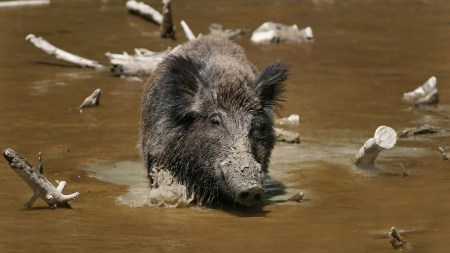 Discover the wild boar (Sus scrofa), an astonishingly adaptable omnivore known for scavenging bones and devouring nearly anything in its path.