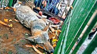 A female wolf captured by the Forest Department days after an infant was killed in an animal attack in Bahraich district in June this year. (ANI Photo)