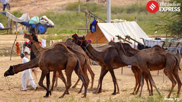 Decorated camels stand in lines, ready for trading