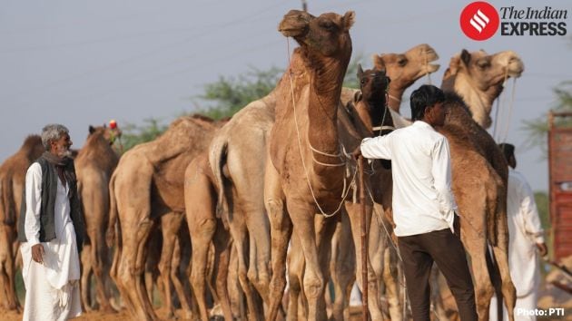 Some camels are fitted with identification tags for trading purposes