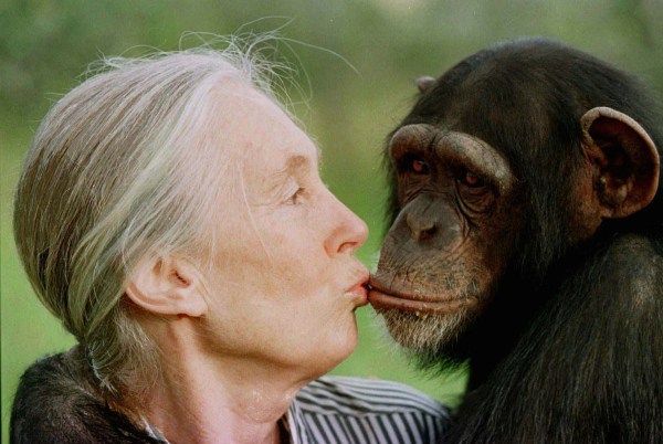 Jane Goodall kisses Tess, a female chimpanzee, at the Sweetwaters Chimpanzee Sanctuary near Nanyuki, north of Nairobi, on Dec 6, 1997.