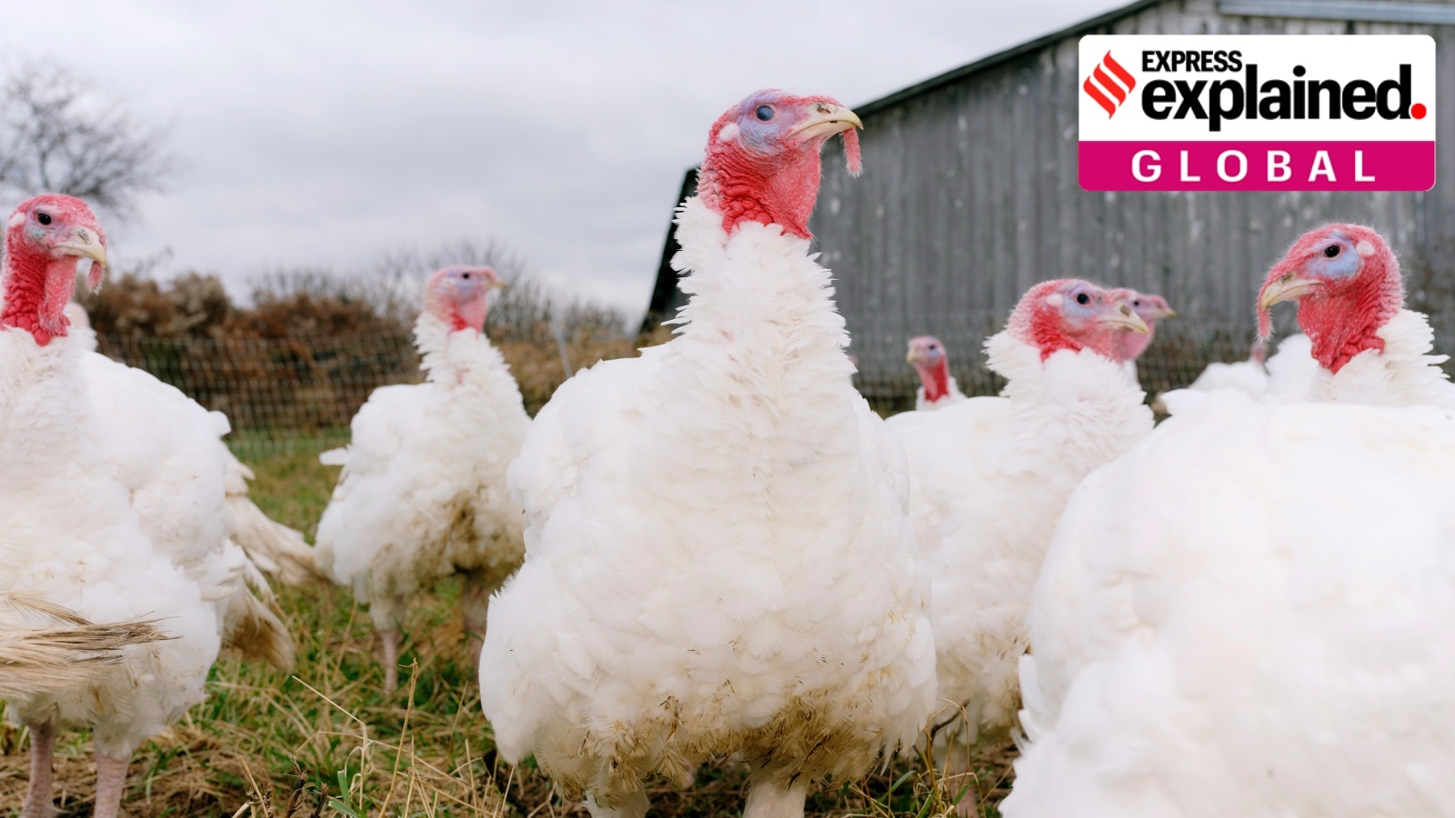 How US government shutdown could impact the return of bird flu infections